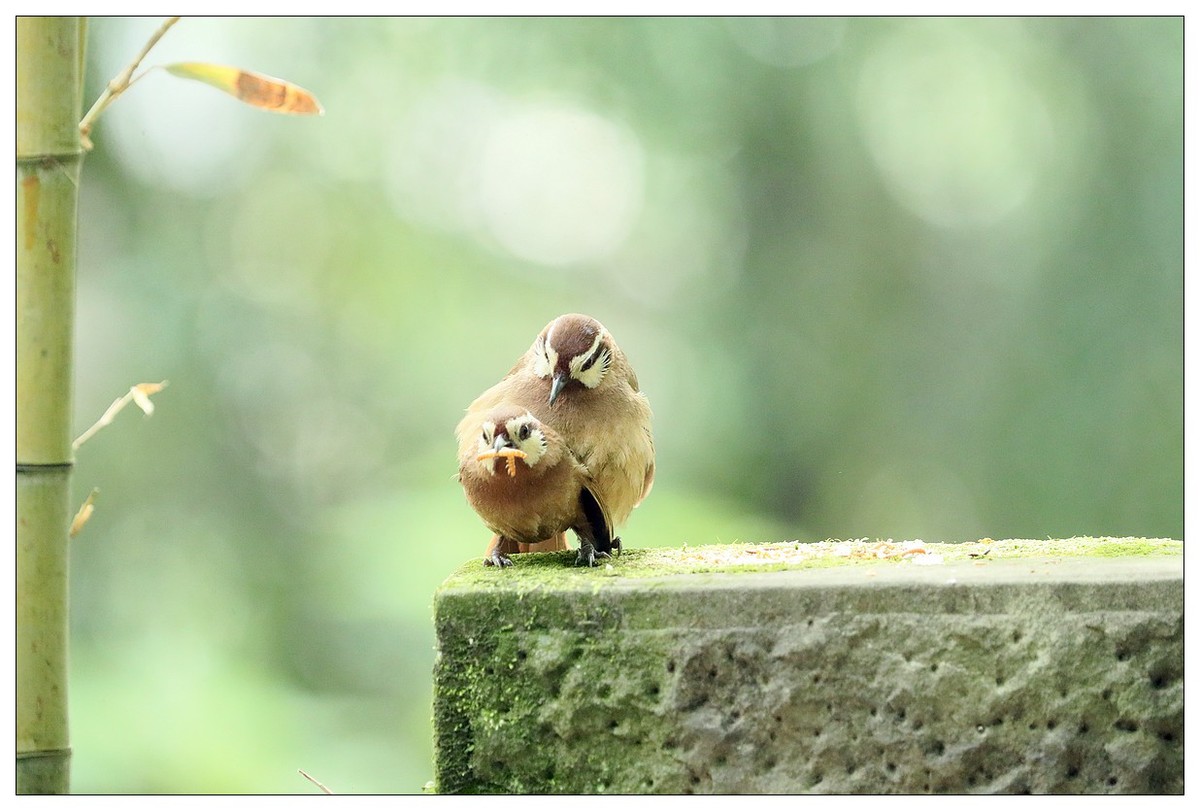 第三次拍到画眉鸟踩背