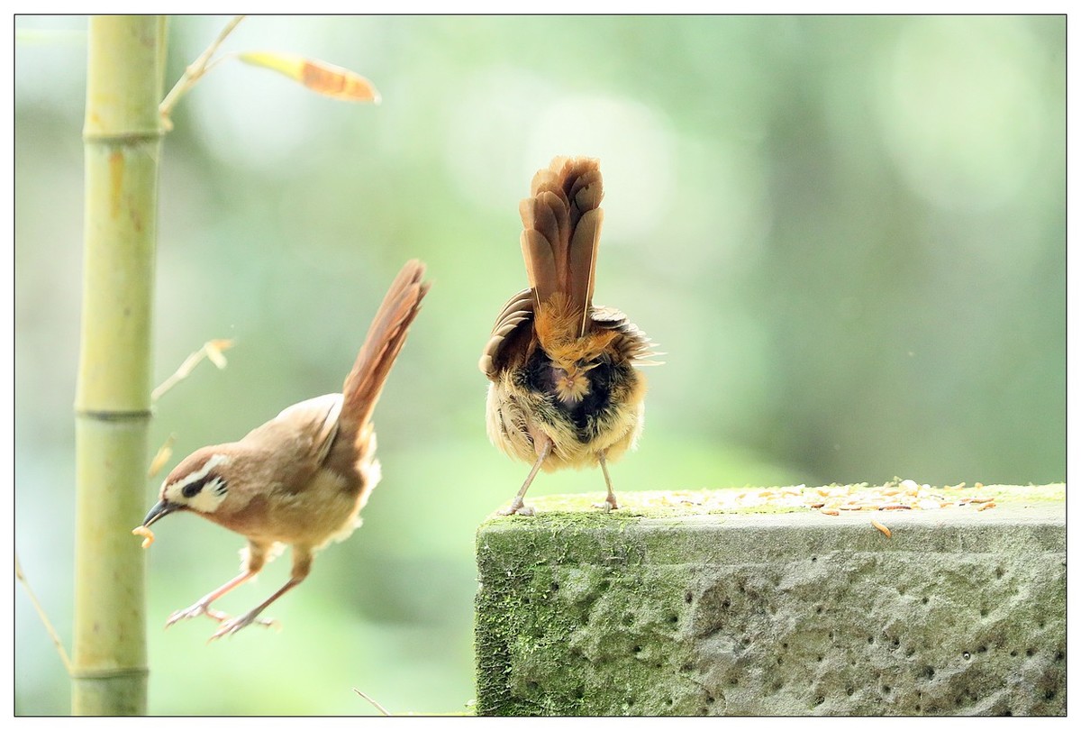 第三次拍到画眉鸟踩背