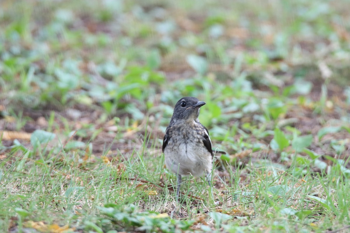 一梭子拍鸟 230727-佳能90D+腾龙150-600