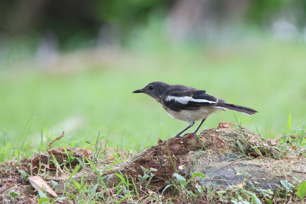 一梭子拍鸟 230727-佳能90D+腾龙150-600