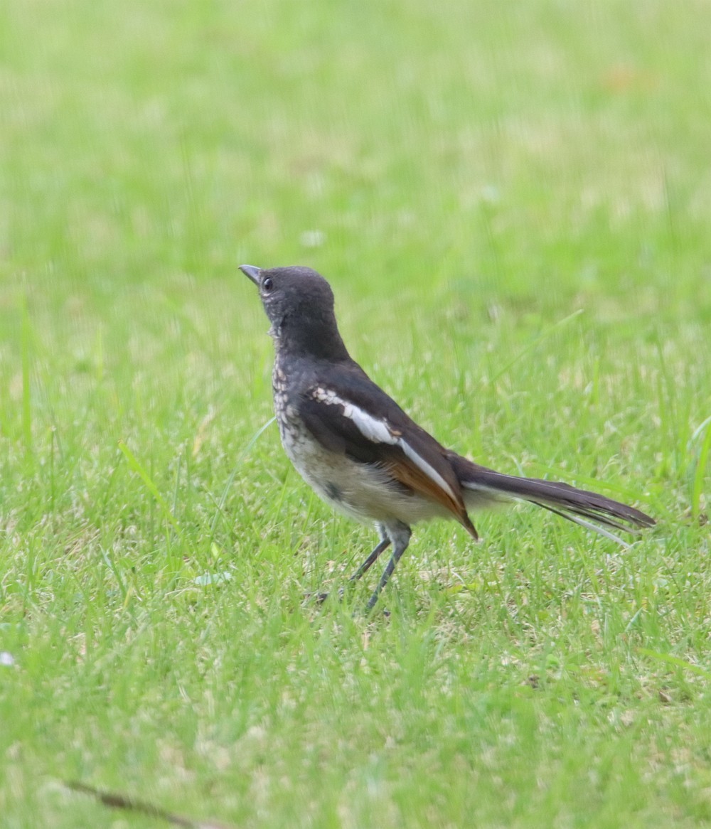 一梭子拍鸟 230727-佳能90D+腾龙150-600