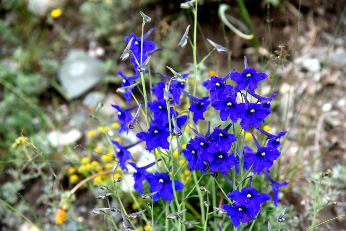 青海路途随拍【班玛县】【4】