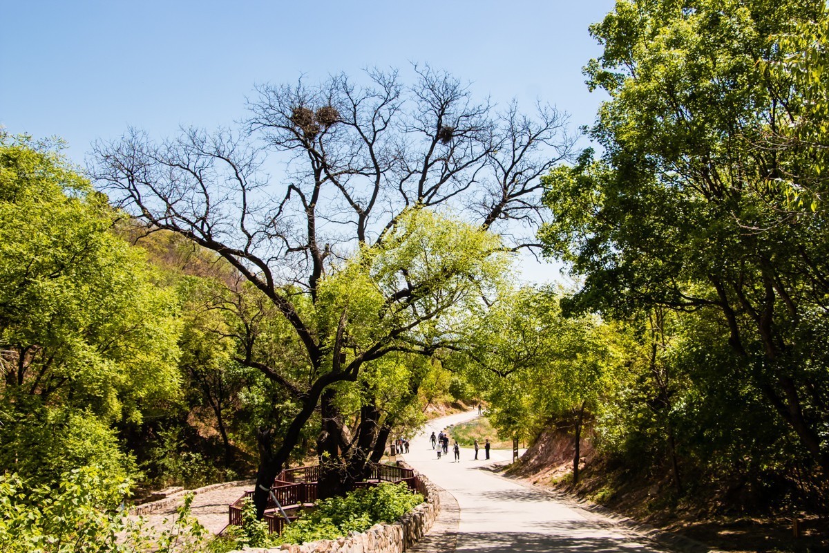 【镜头里】第1597号：北京西山国家森林公园（十二）