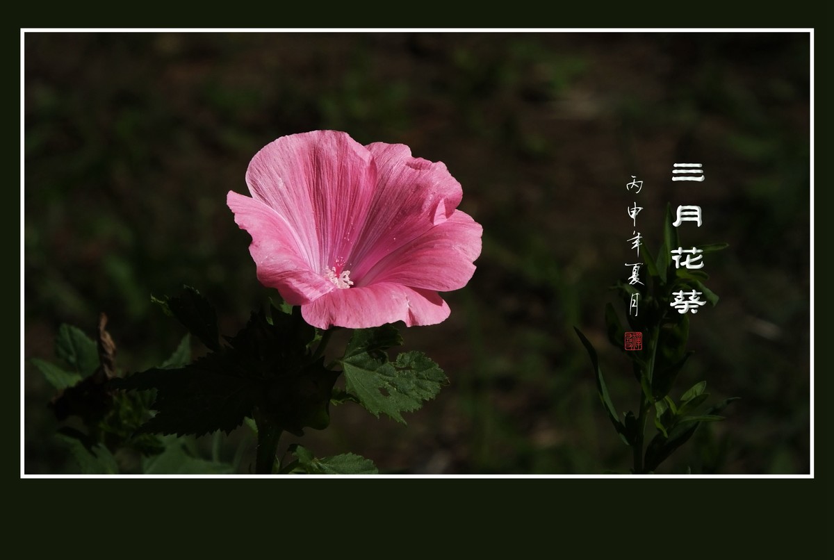 不逊于花魁的三月花葵