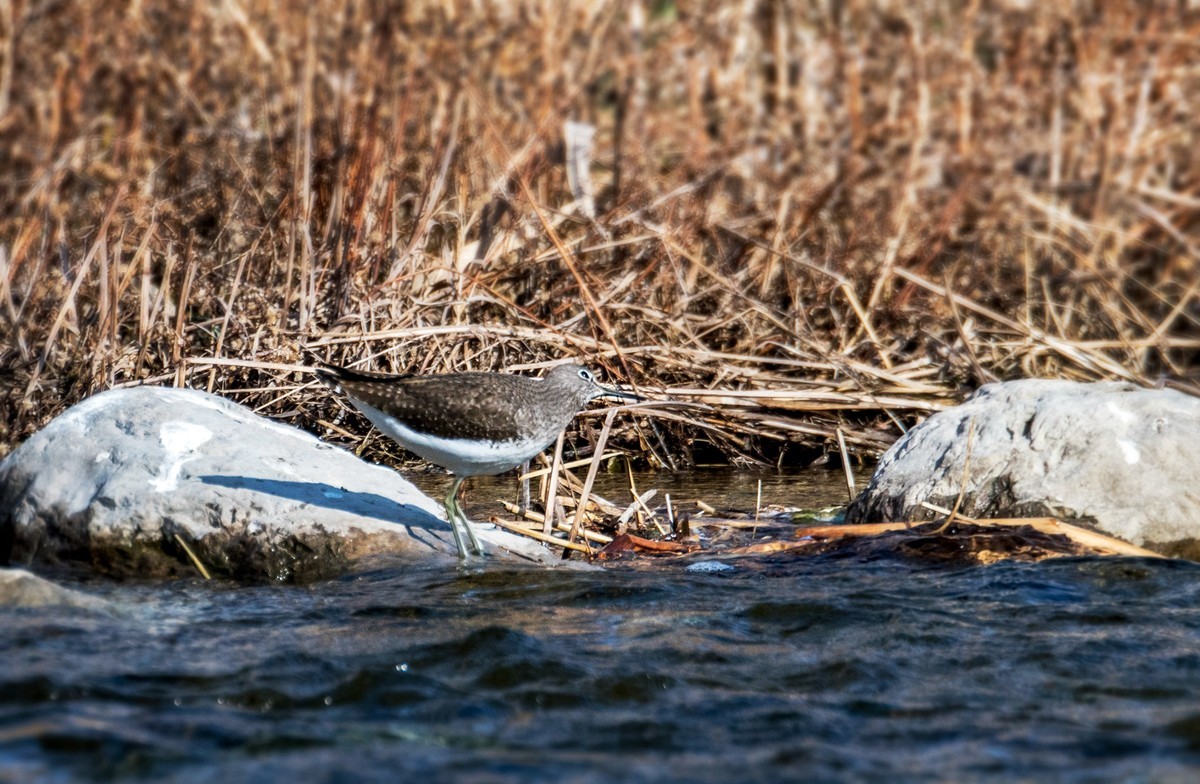 白腰草鹬鸟（四）