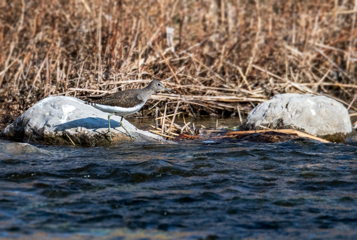 白腰草鹬鸟（四）