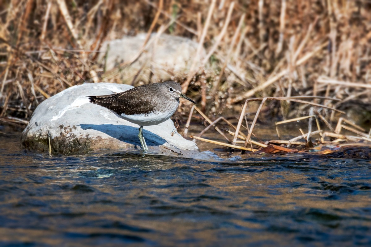 白腰草鹬鸟（四）