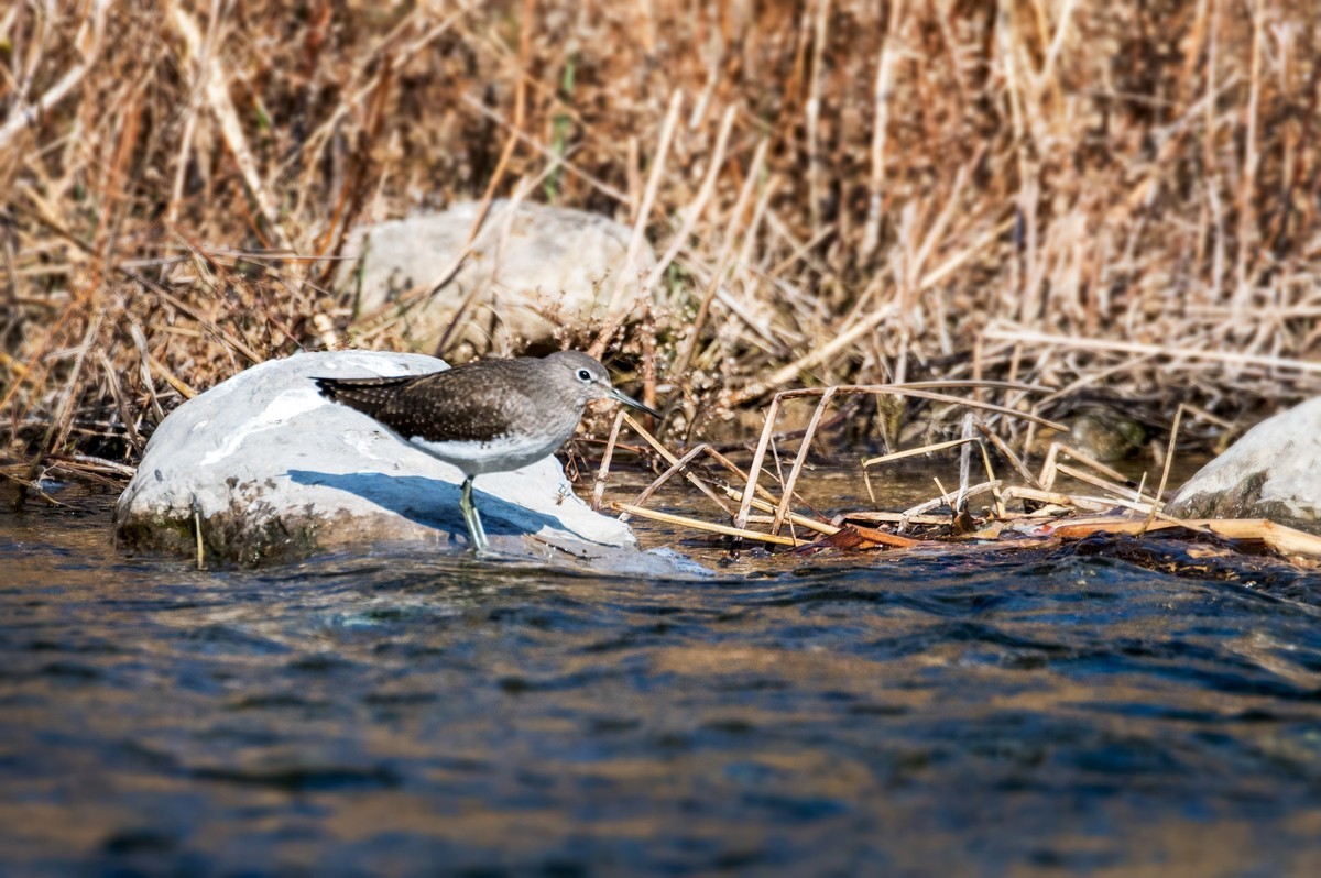 白腰草鹬鸟（四）