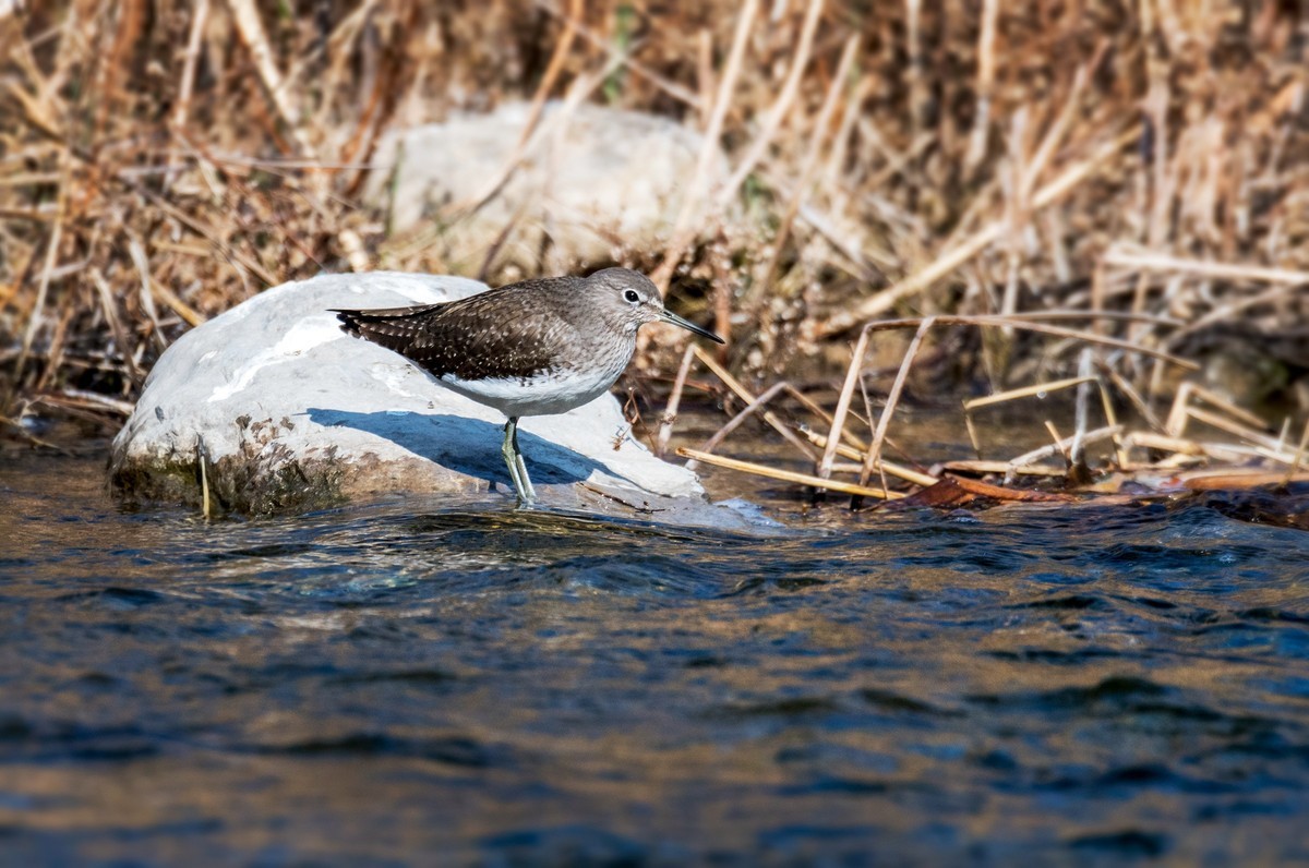 白腰草鹬鸟（四）