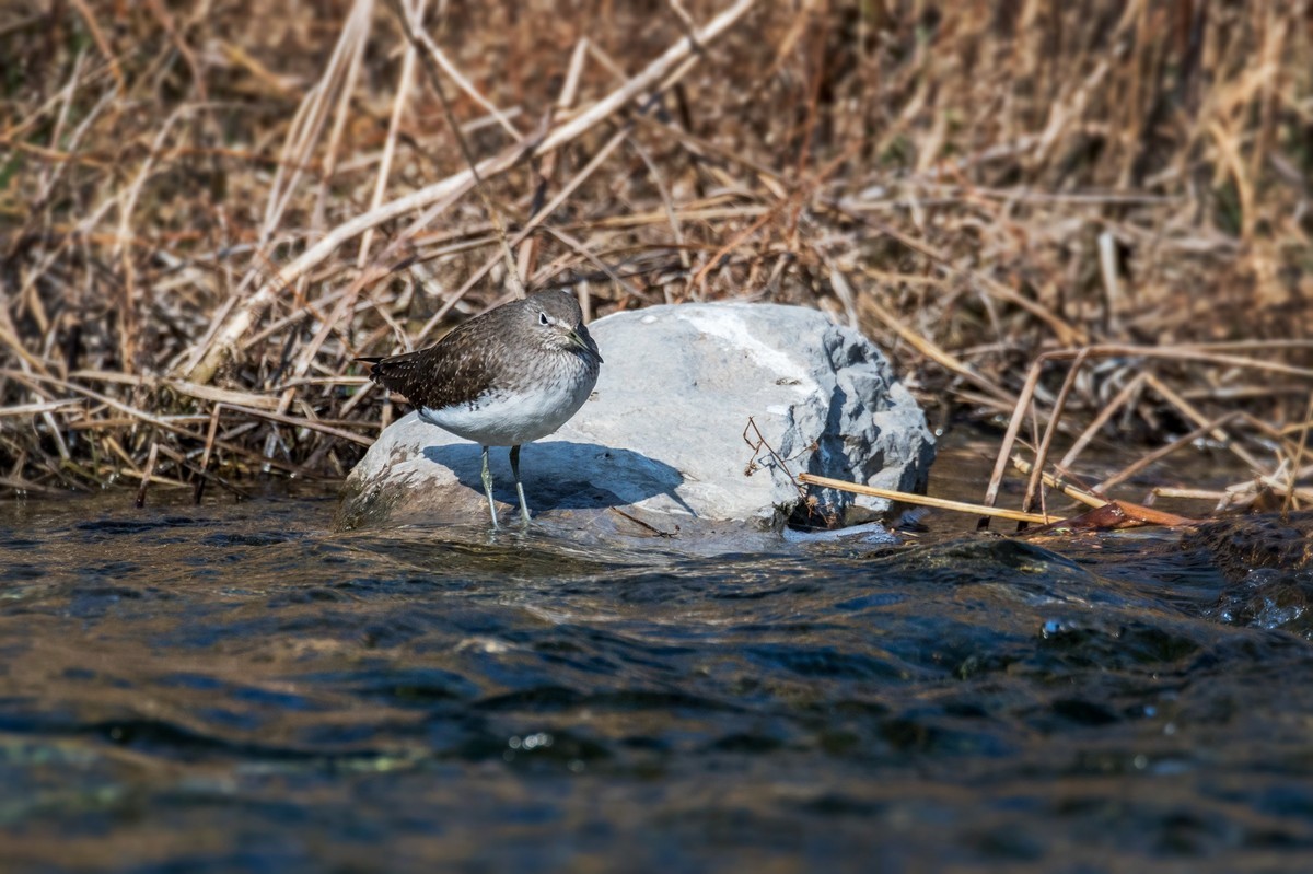 白腰草鹬鸟（四）