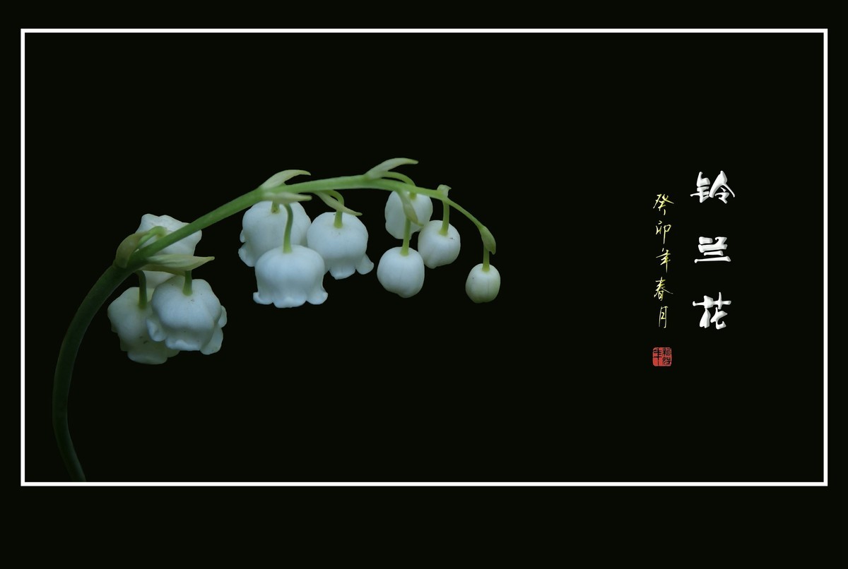 串串小银铃挂草间-铃兰花
