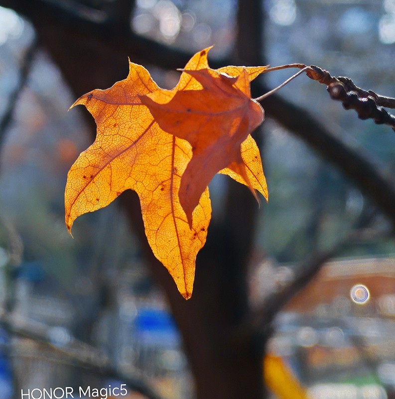 新年第二贴扫街抓怕片《风景，树叶，海鸥还有妹子和非洲哥们》新手机的动力挺热闹！