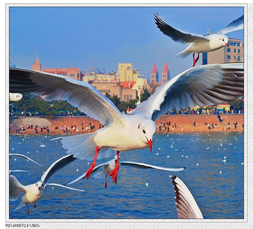 新年第二贴扫街抓怕片《风景，树叶，海鸥还有妹子和非洲哥们》新手机的动力挺热闹！