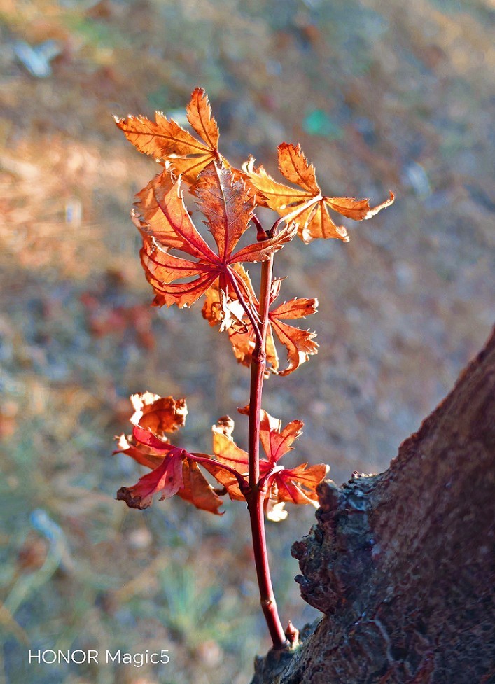 新年第二贴扫街抓怕片《风景，树叶，海鸥还有妹子和非洲哥们》新手机的动力挺热闹！