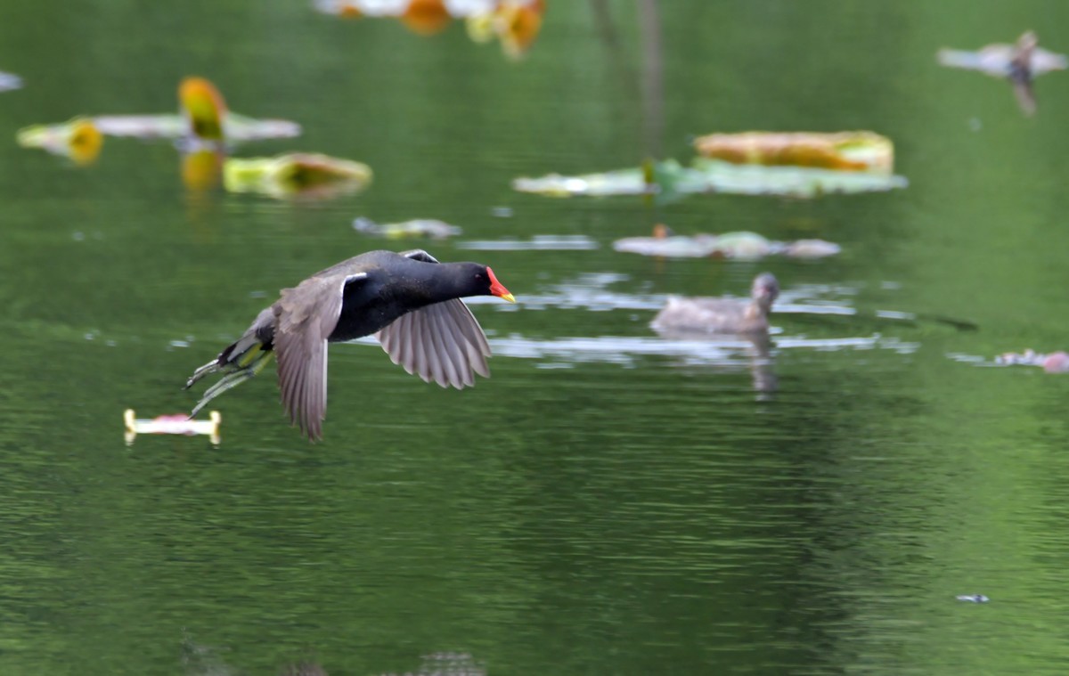 长沙西湖公园拍的鸟，求指教