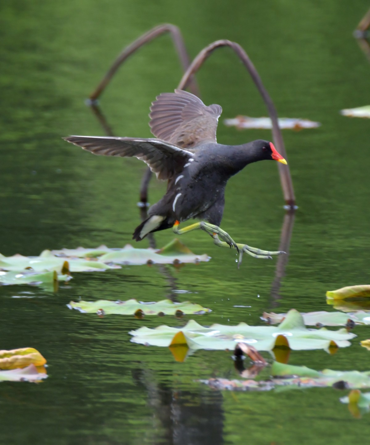 长沙西湖公园拍的鸟，求指教