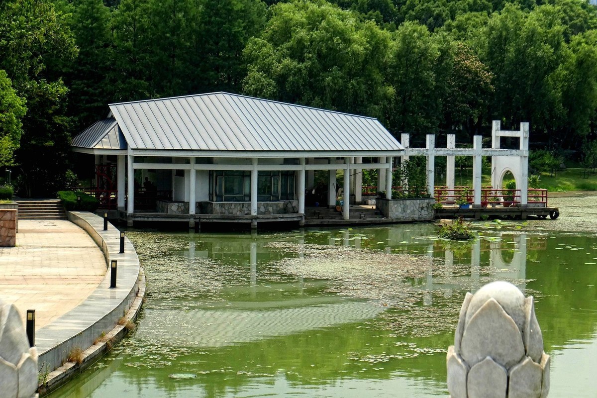 月湖公园与荷花