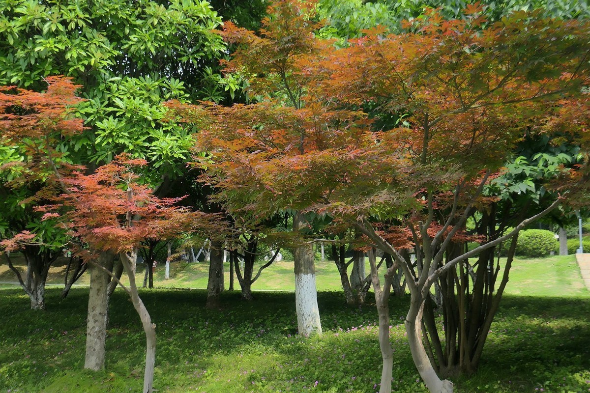 月湖公园与荷花