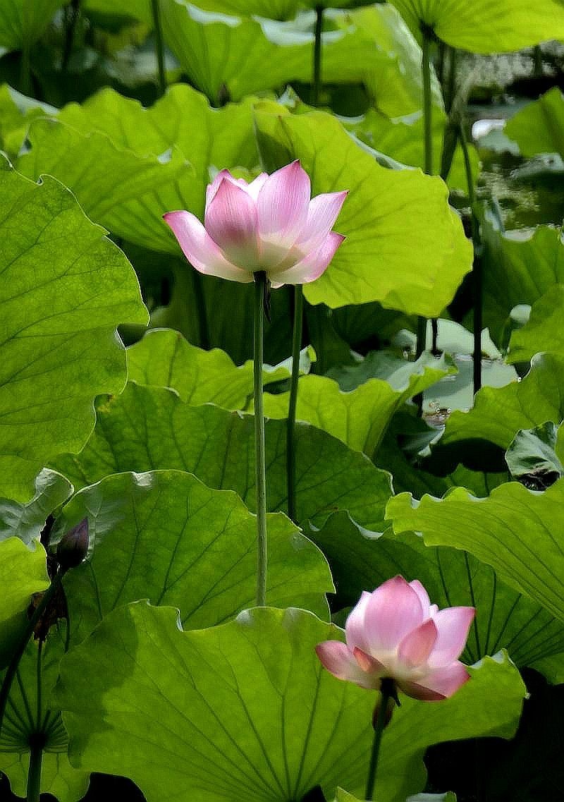 月湖公园与荷花