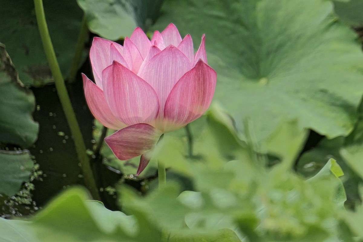 月湖公园与荷花