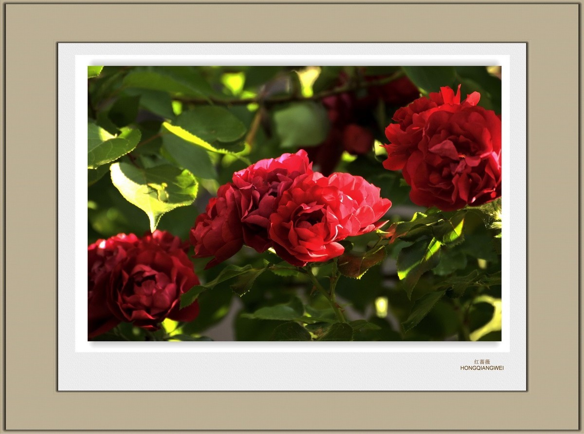 装饰画--红蔷薇（二）