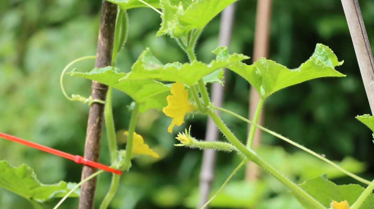 刚刚入手90D，试拍几张