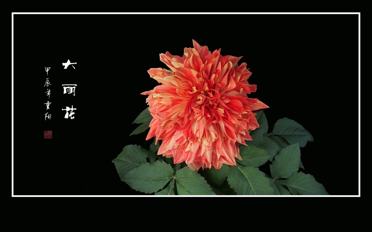 霓裳娇艳大丽花，花团锦簇似虹霞