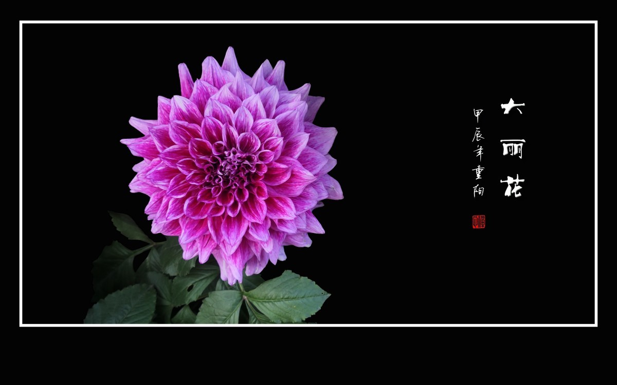 霓裳娇艳大丽花，花团锦簇似虹霞
