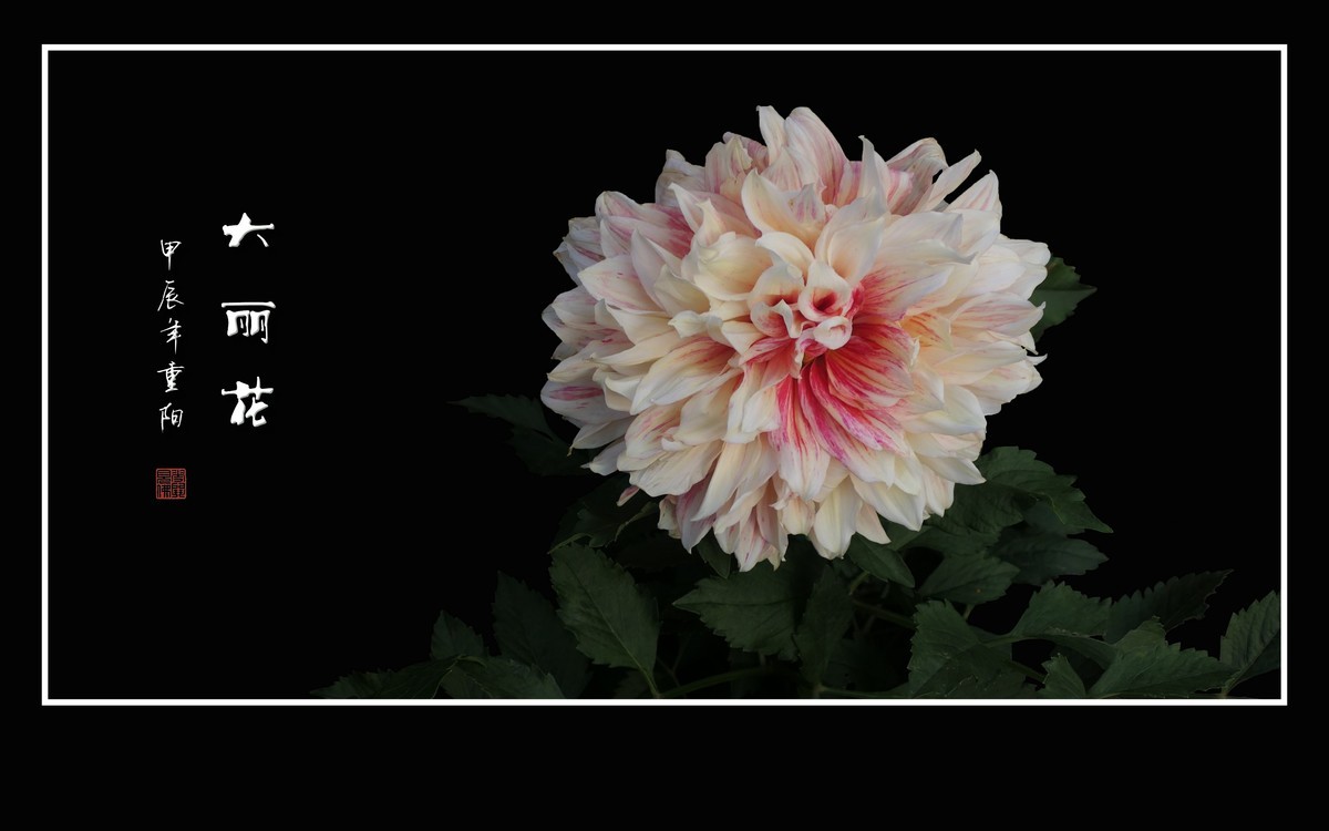 霓裳娇艳大丽花，花团锦簇似虹霞