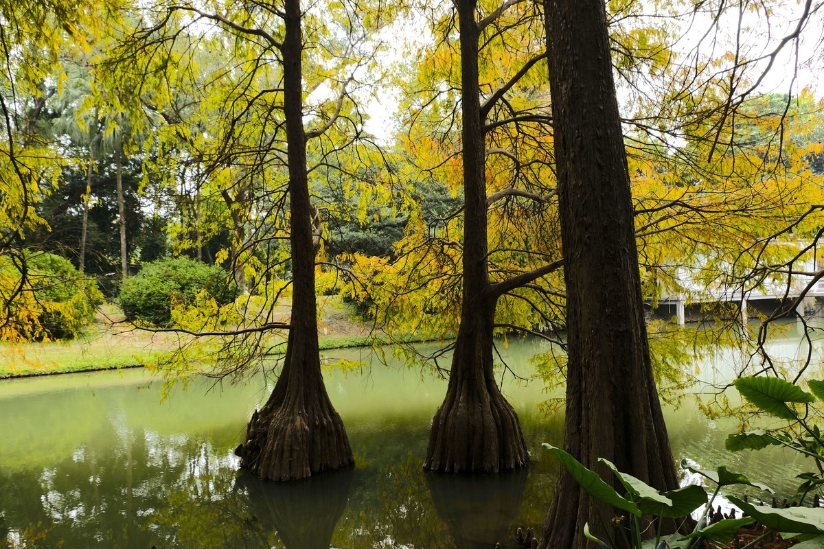 游华南植物园（三）