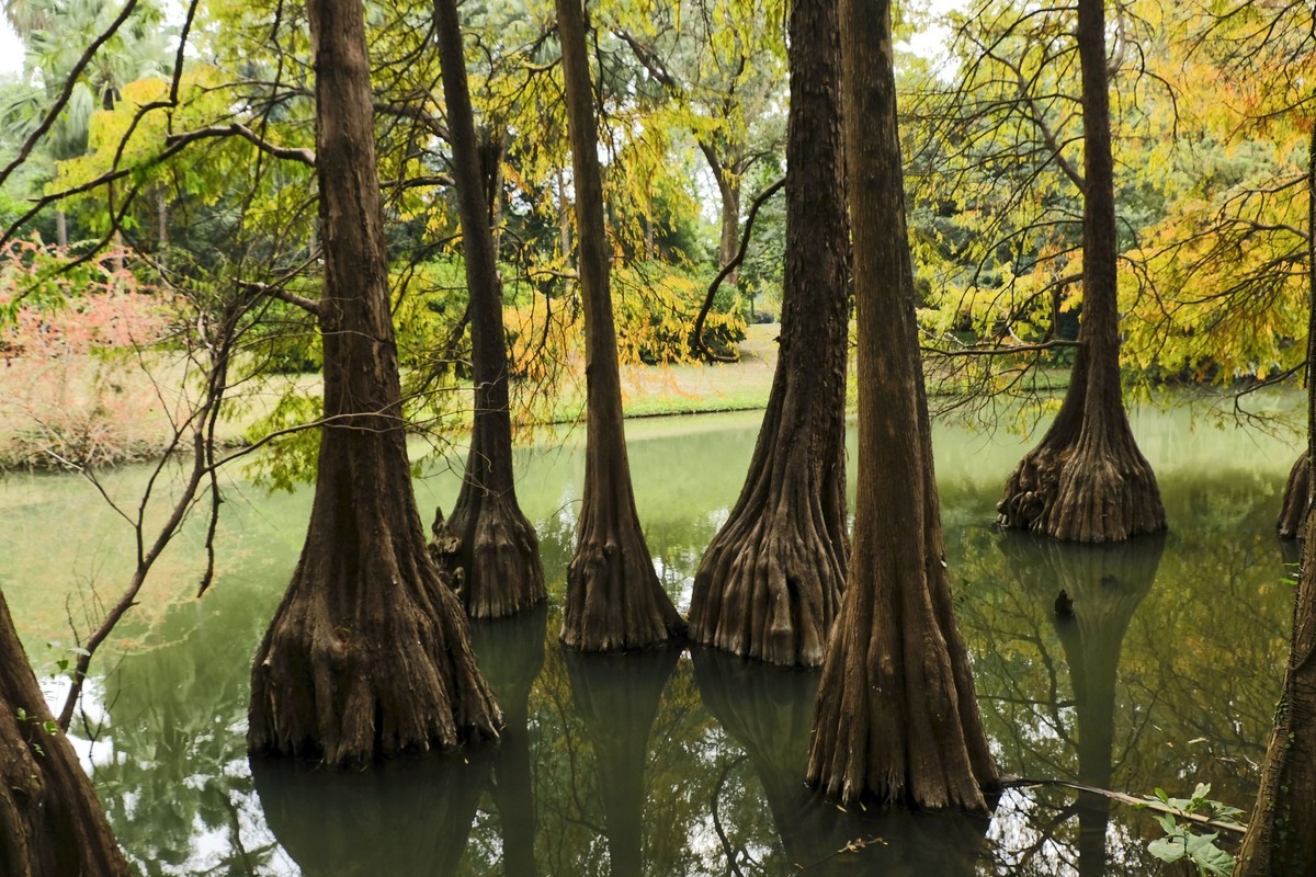 游华南植物园（三）