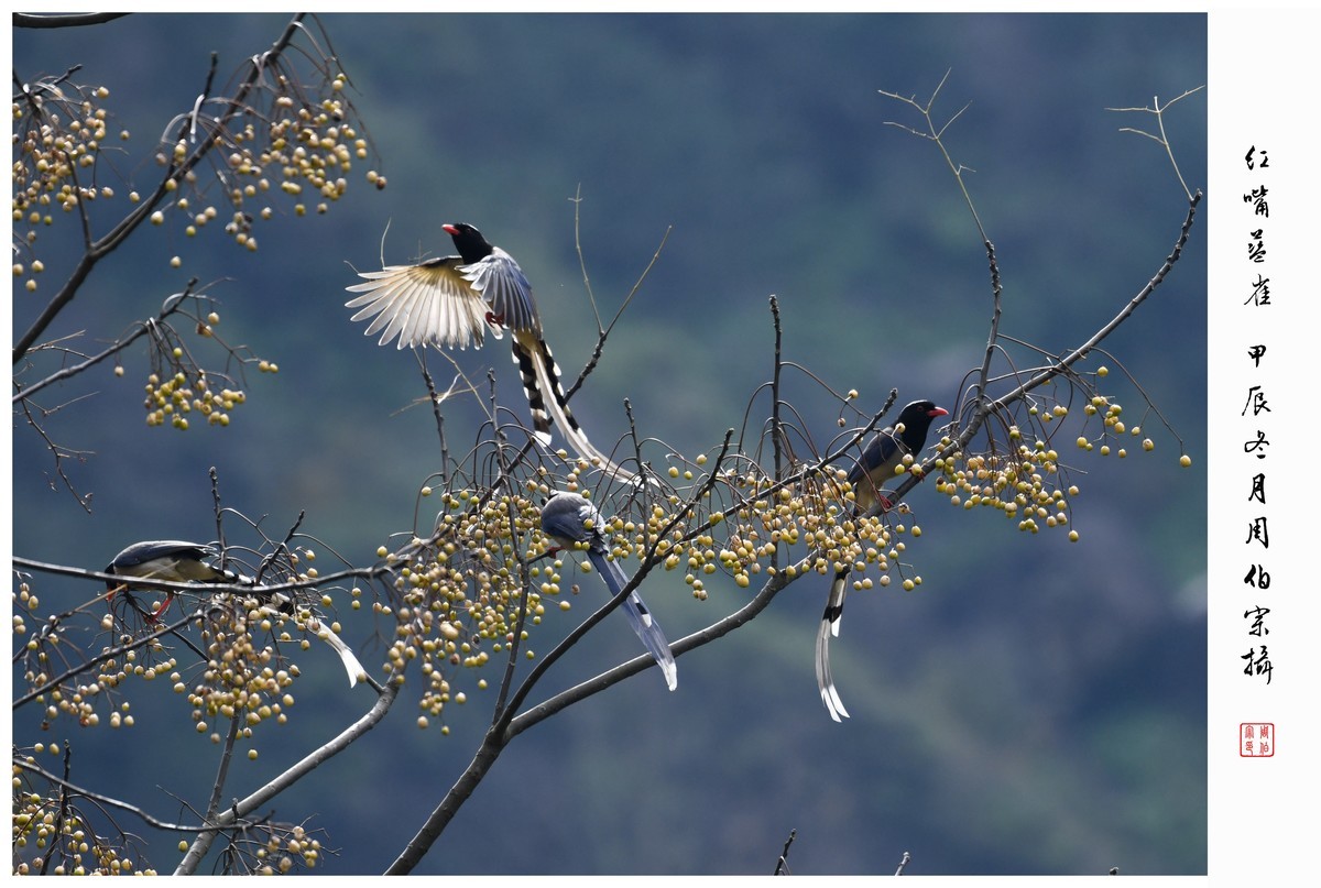 尼康D850拍红嘴蓝雀