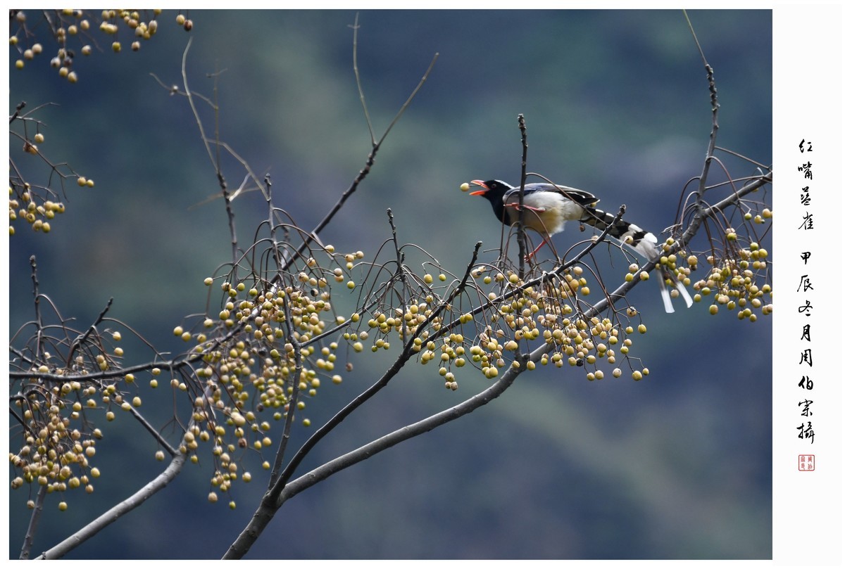 尼康D850拍红嘴蓝雀