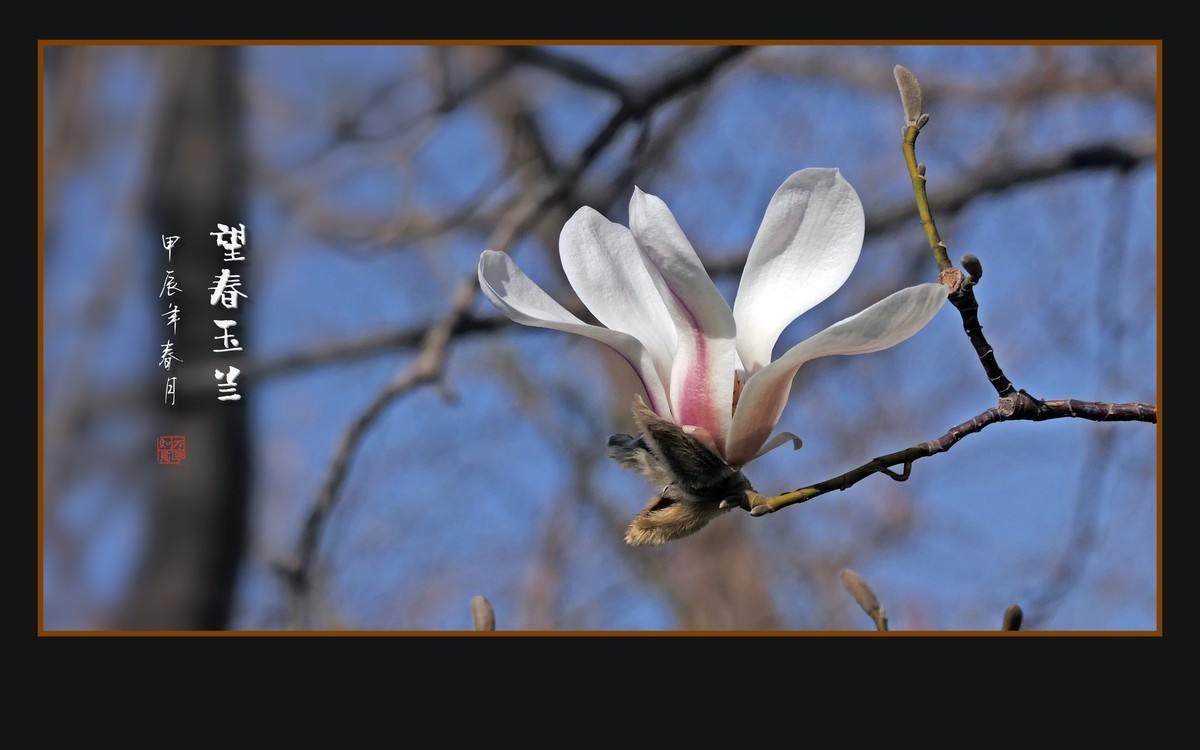 窈窕舞枝头的望春玉兰