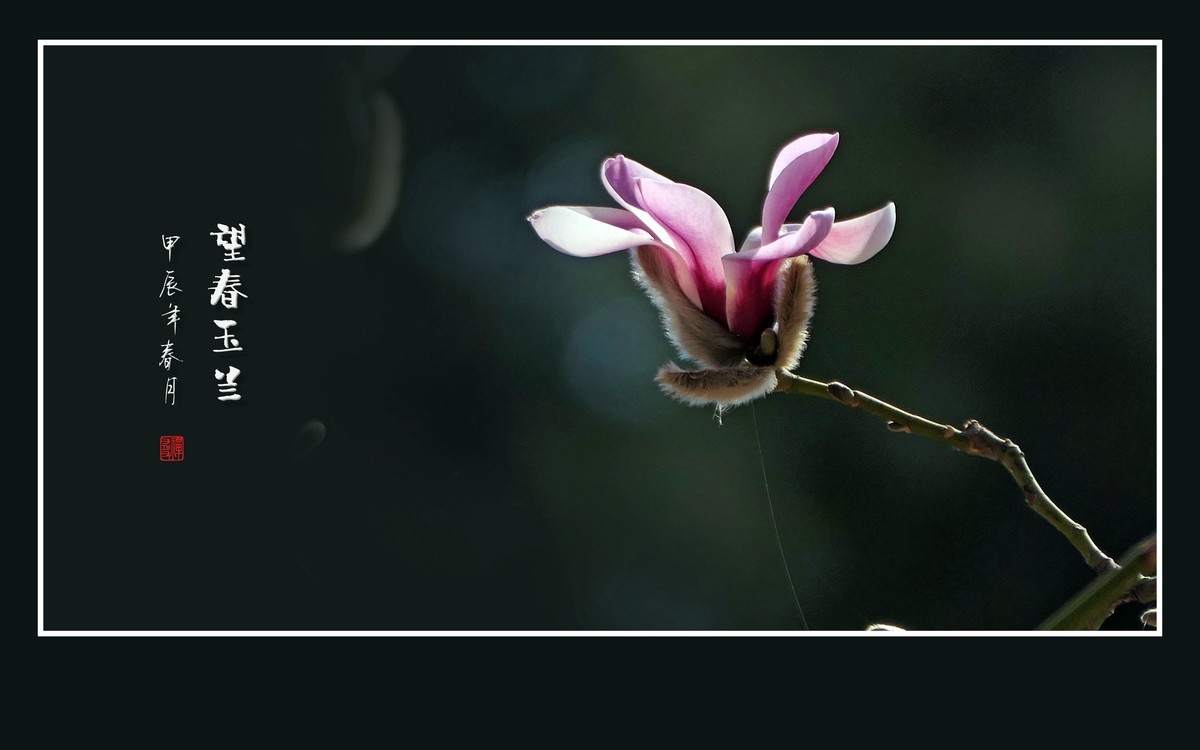 窈窕舞枝头的望春玉兰