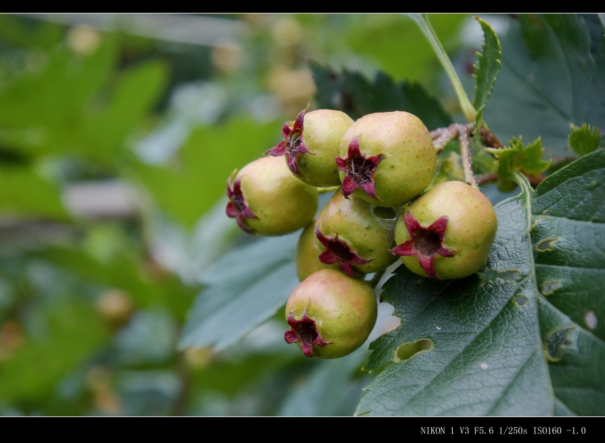 未成熟的山楂果