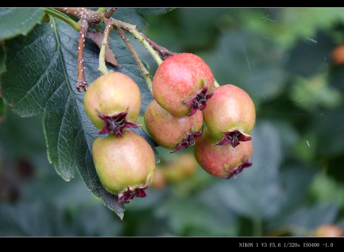 未成熟的山楂果