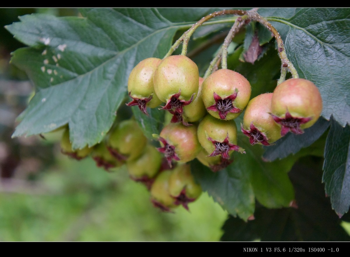 未成熟的山楂果