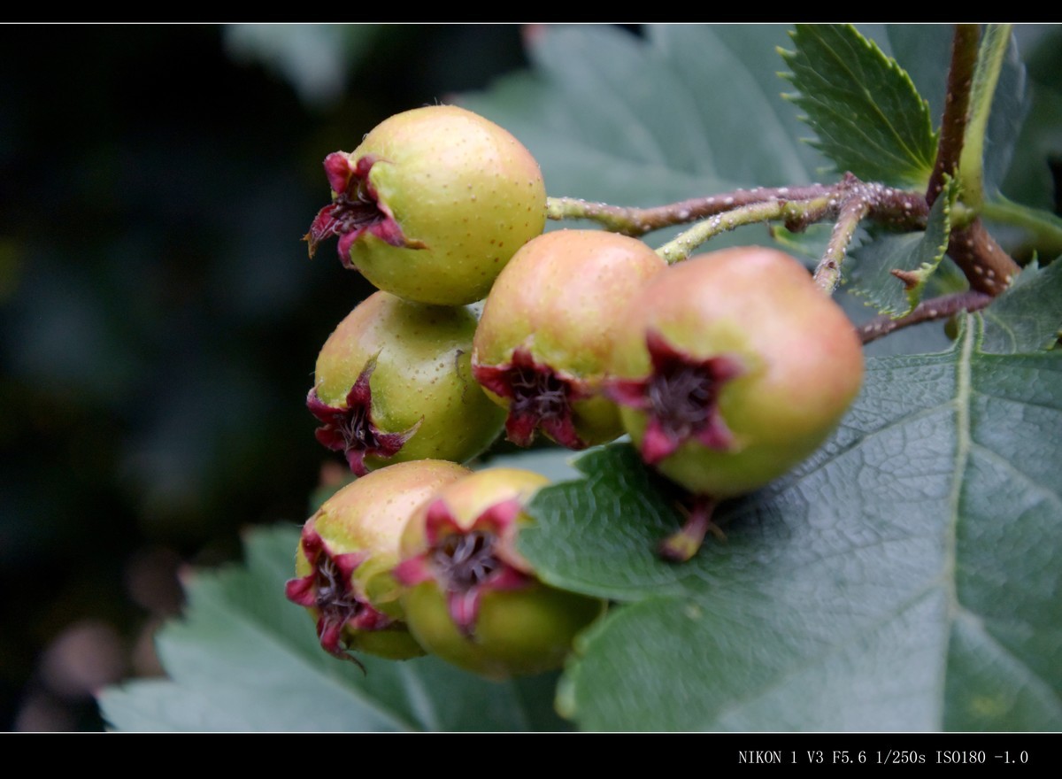 未成熟的山楂果