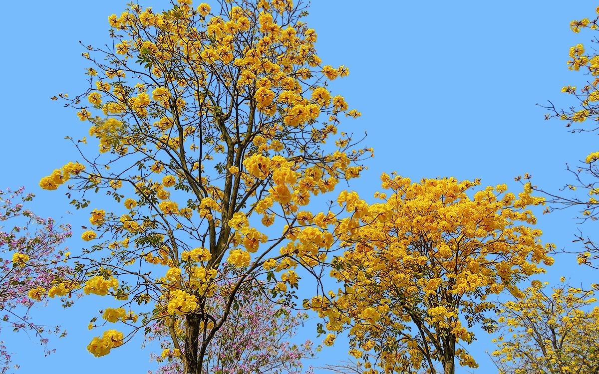 23098 ─ 路边的黄花风玲（3）