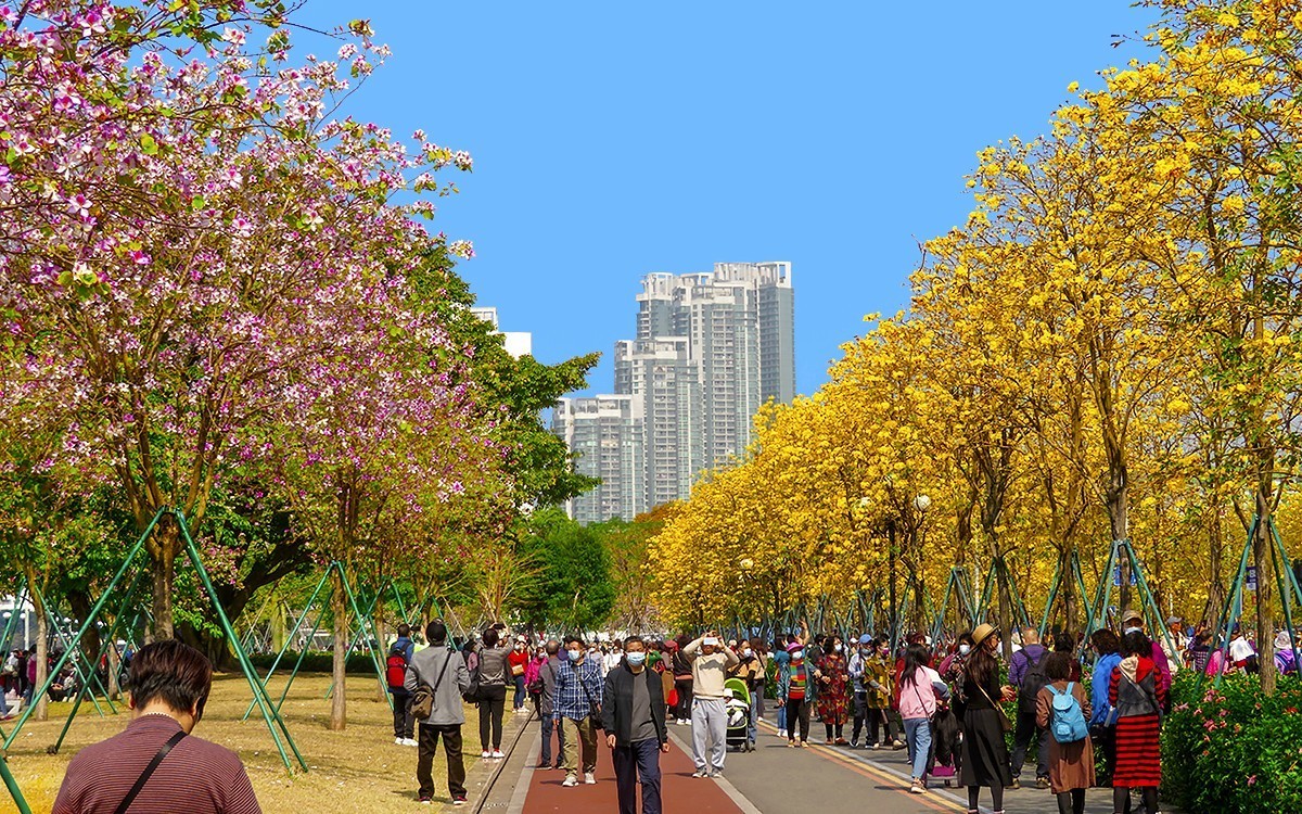 23098 ─ 路边的黄花风玲（3）