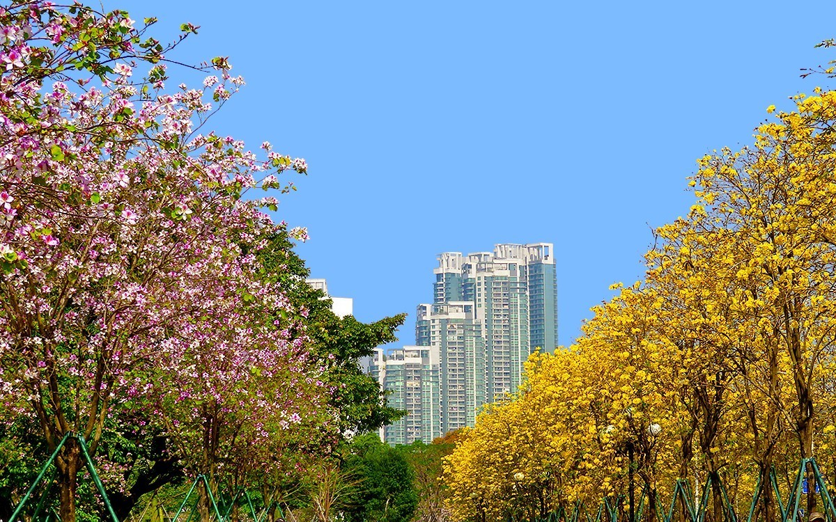 23098 ─ 路边的黄花风玲（3）