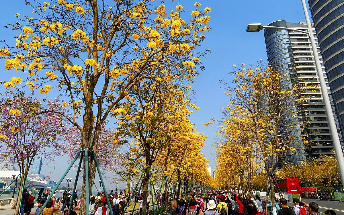 23098 ─ 路边的黄花风玲（3）