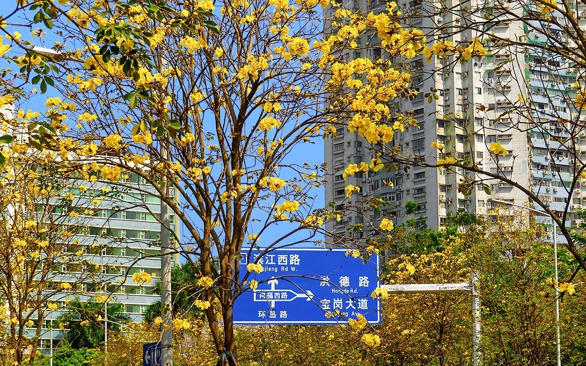 23098 ─ 路边的黄花风玲（3）