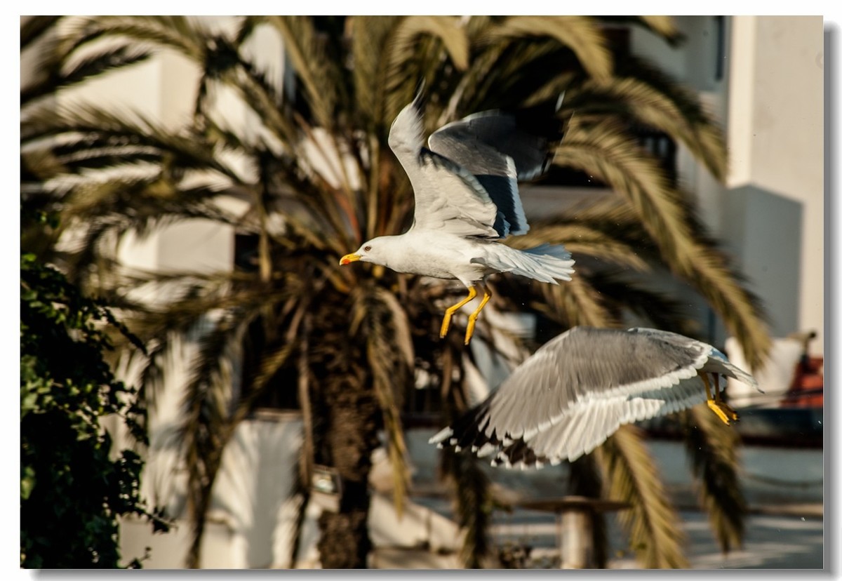 街拍“阿加迪尔”（摩洛哥）