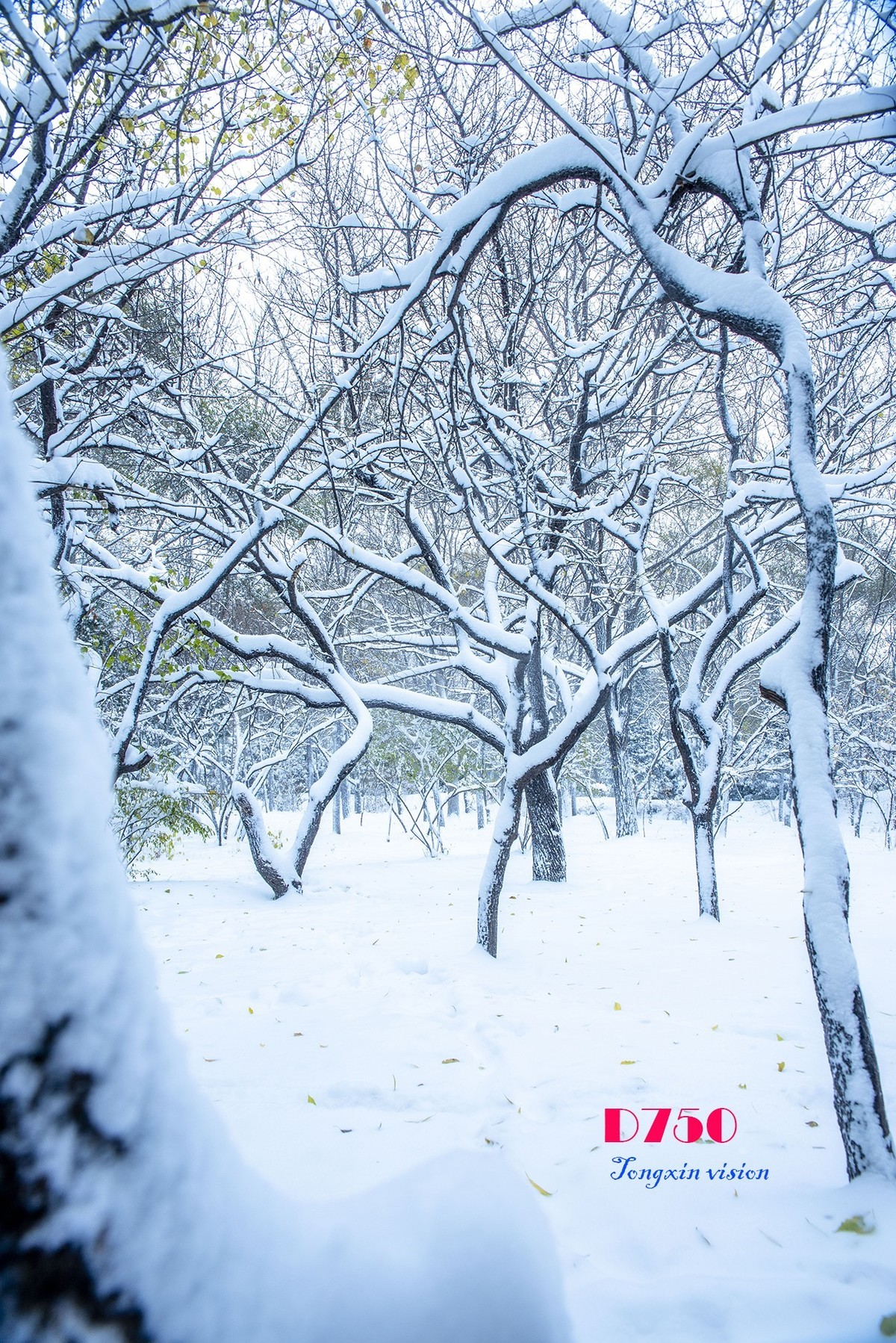 入冬塞北第一场雪（8）