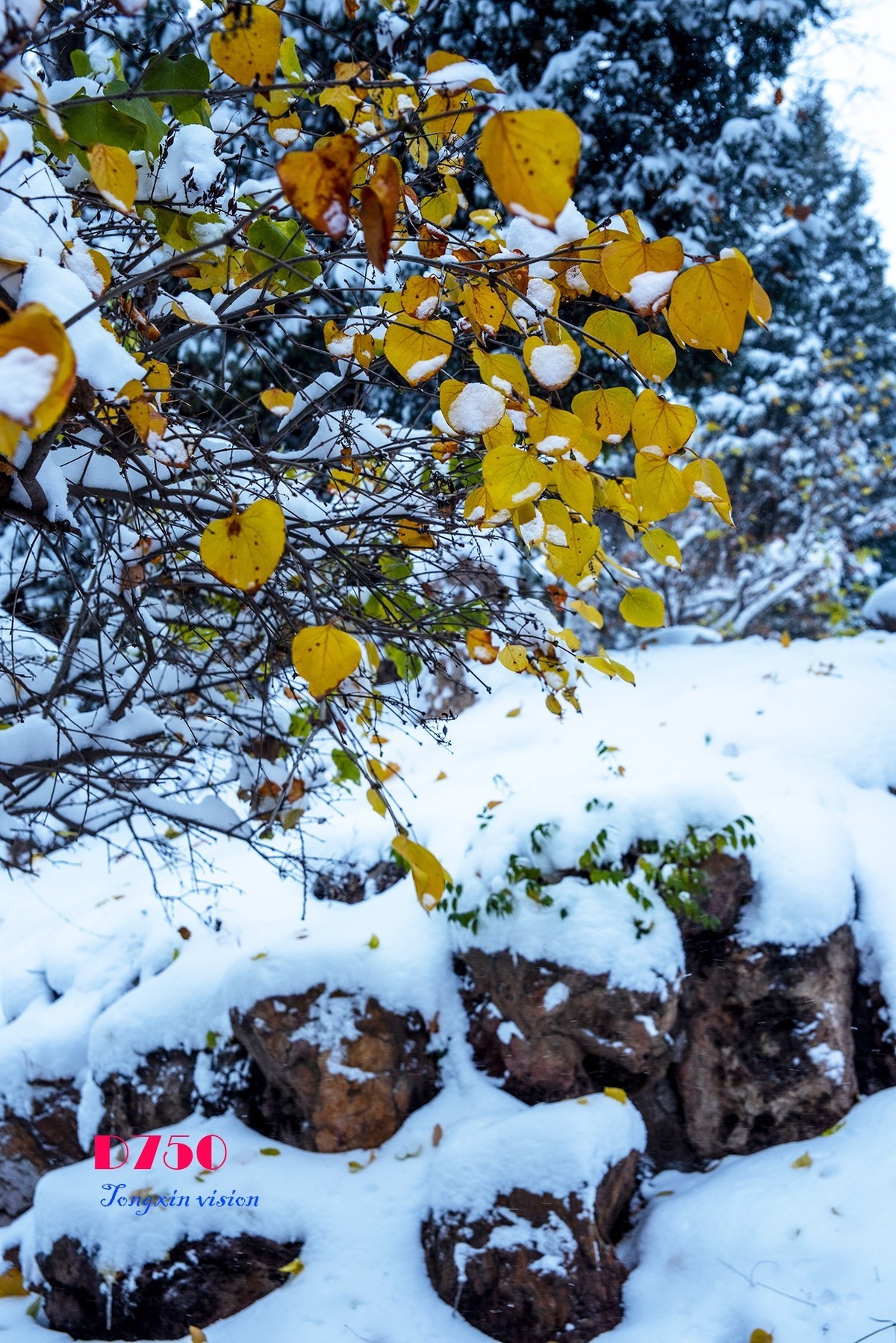入冬塞北第一场雪（8）