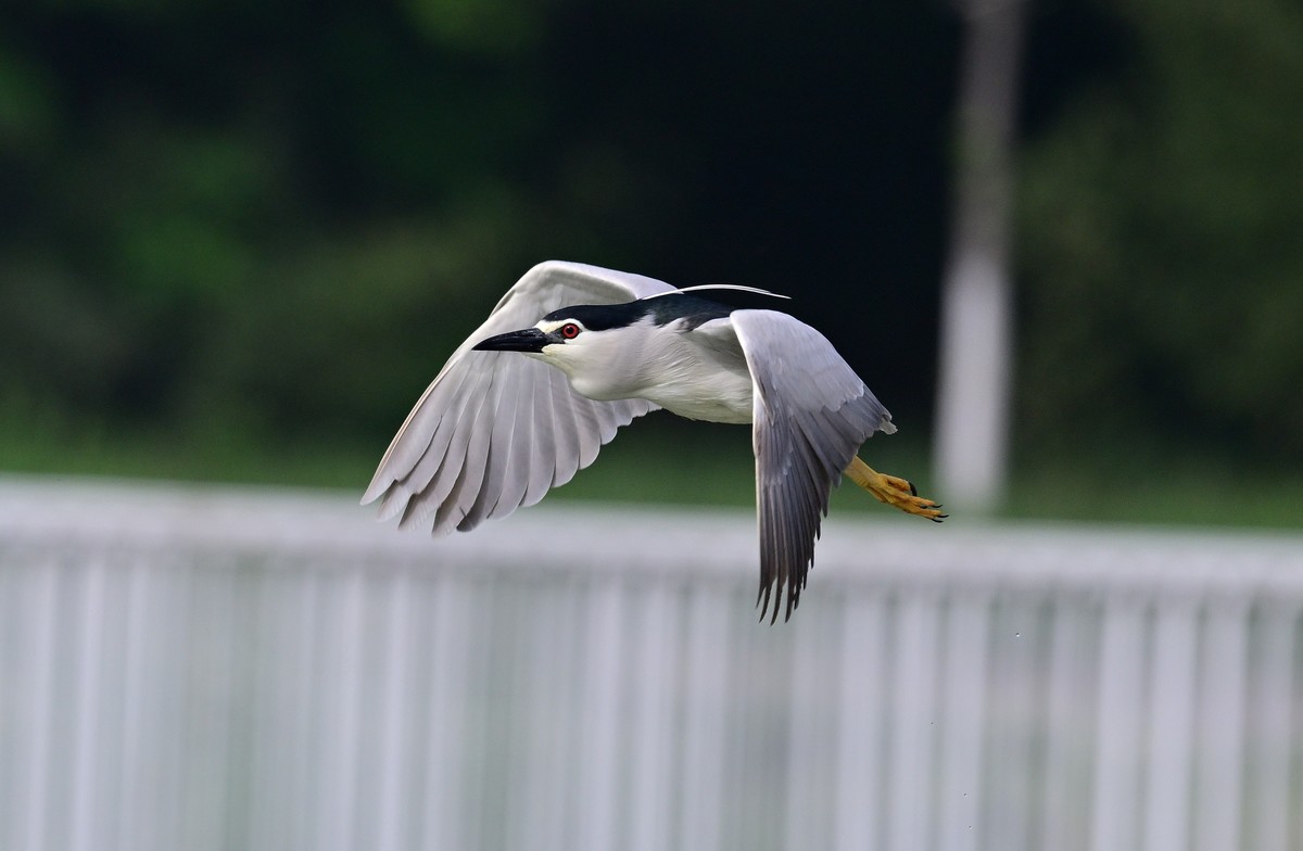 红红眼睛的夜鹭