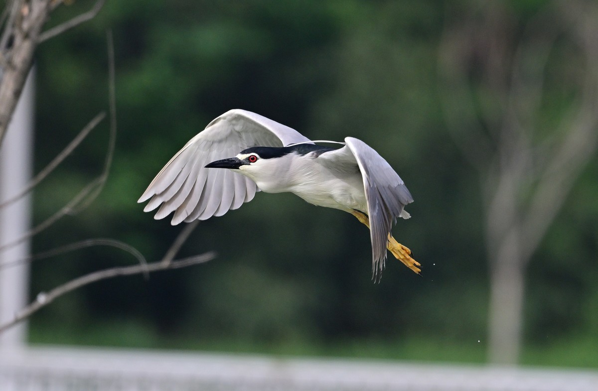 红红眼睛的夜鹭