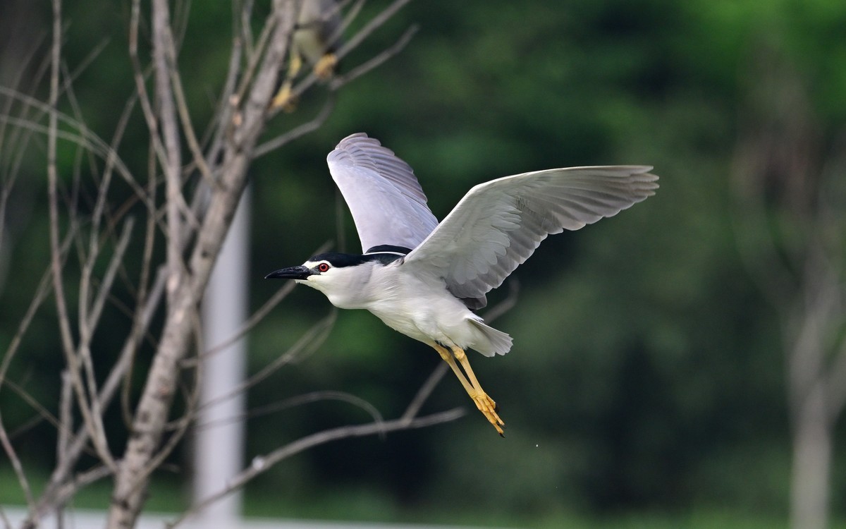 红红眼睛的夜鹭